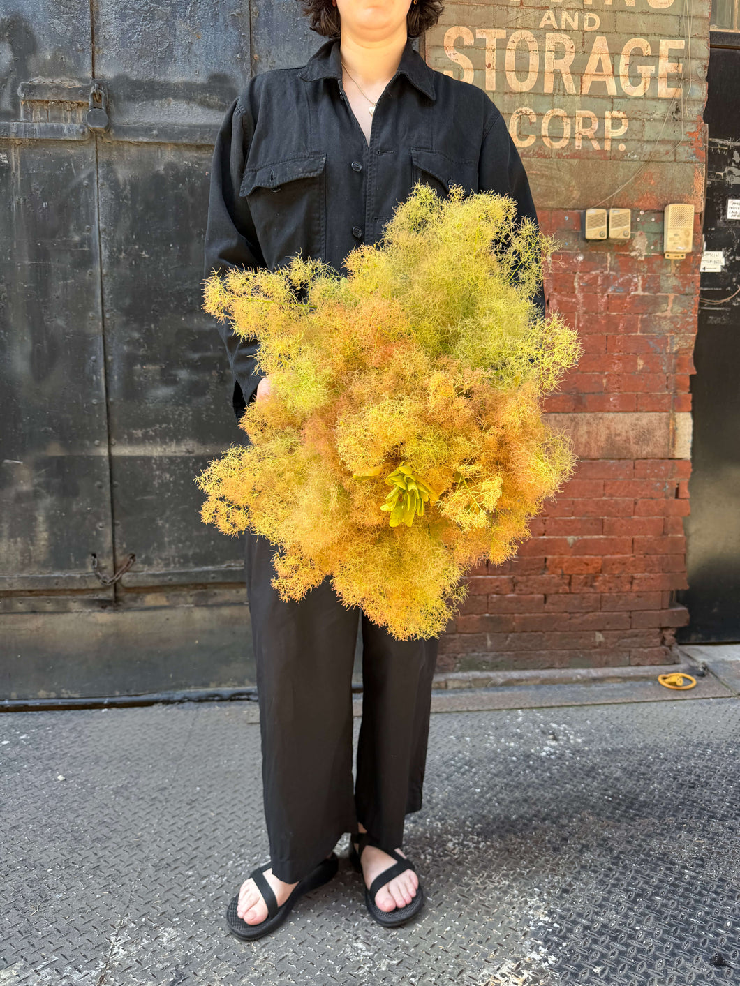 Champagne Smoke Bush