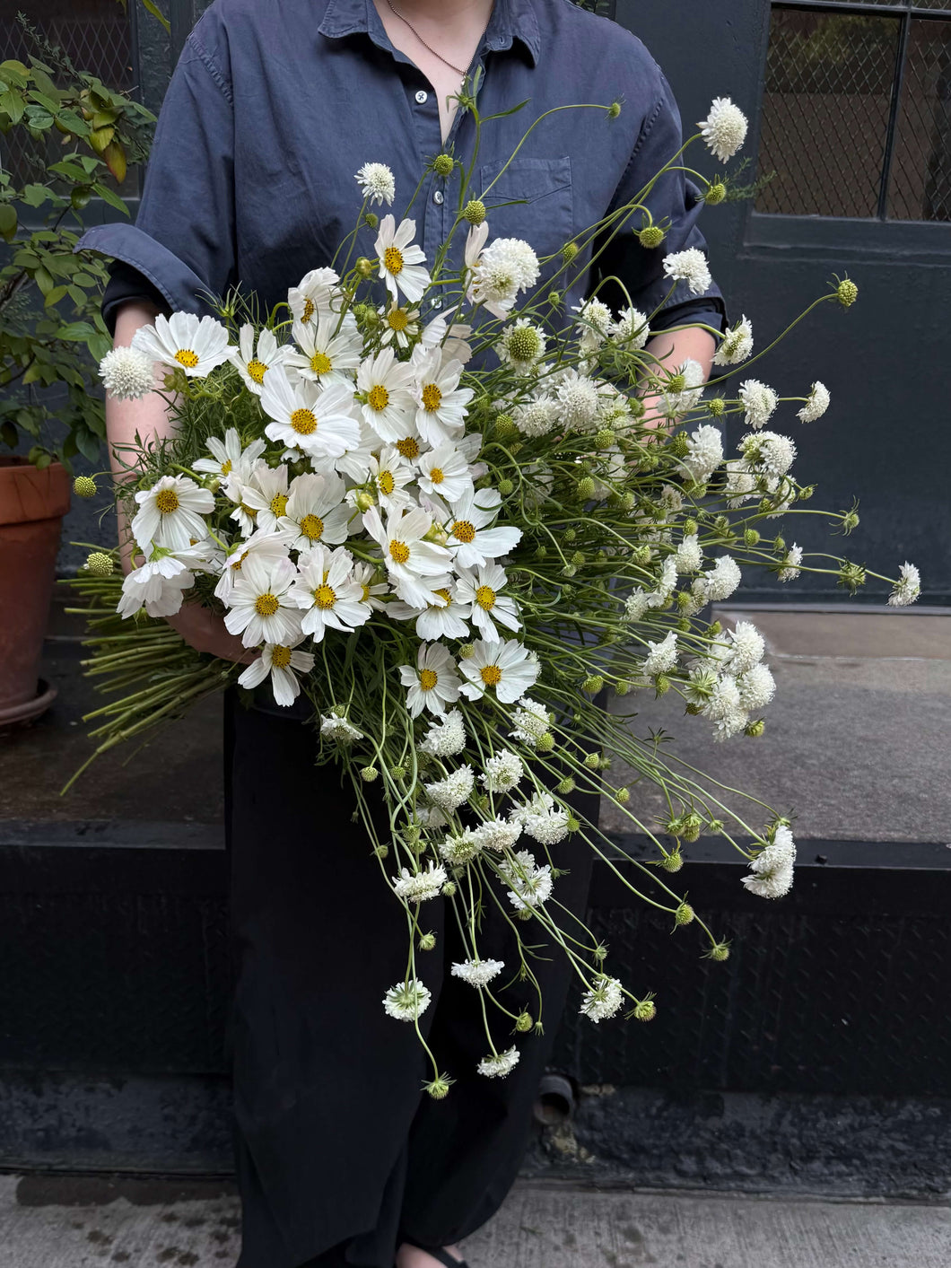 Afternoon White Cosmos with Snowmaiden Scabiosa
