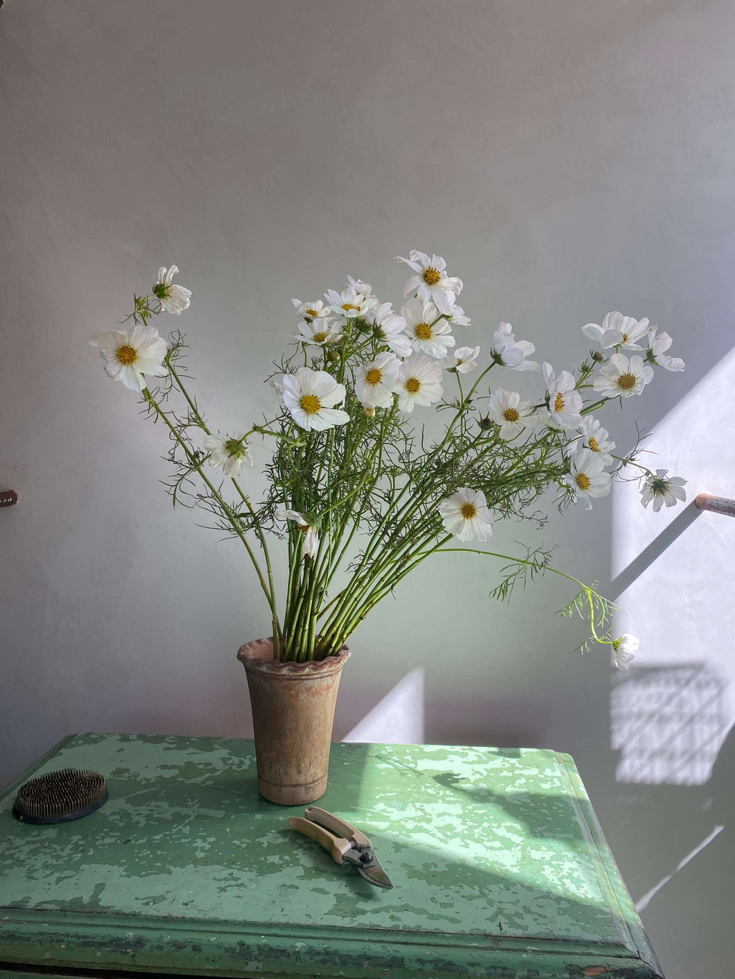 Afternoon White Cosmos