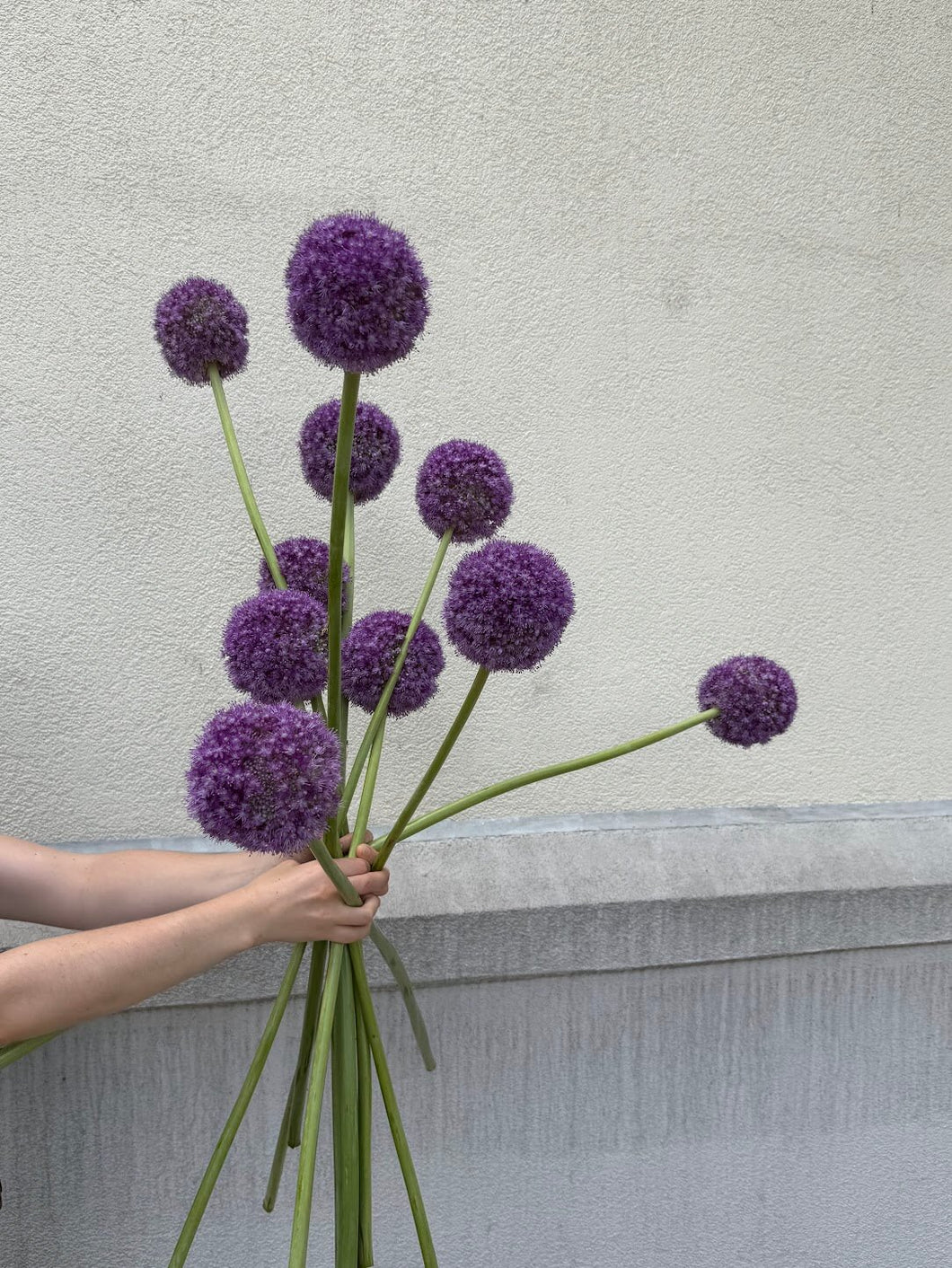 Giganteum Allium
