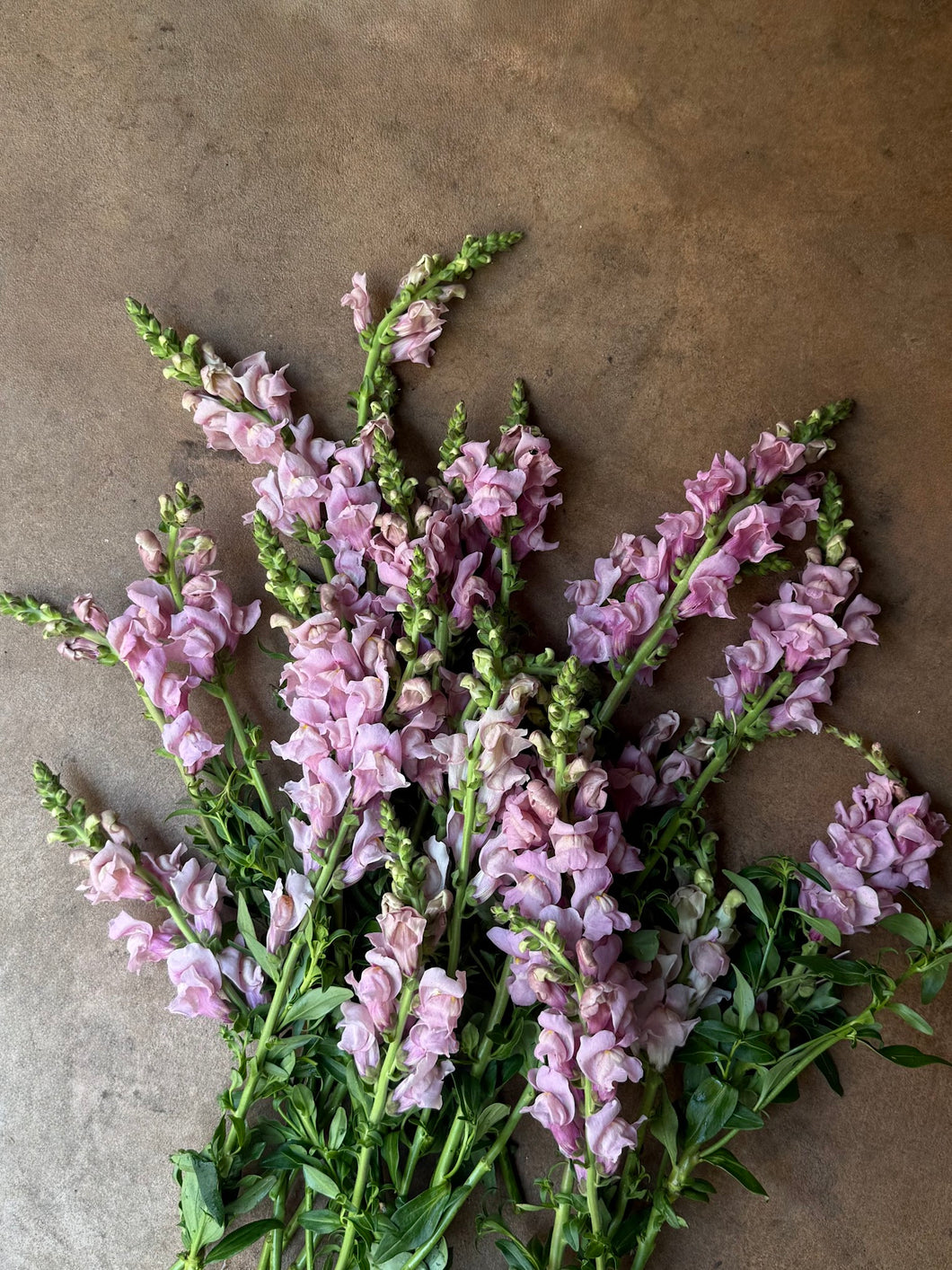 Opus III Lavender Snapdragon