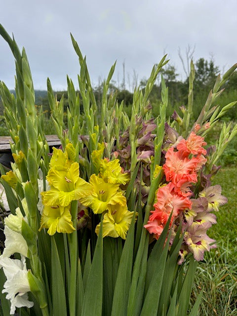 Mixed Gladiolus & Hyssop