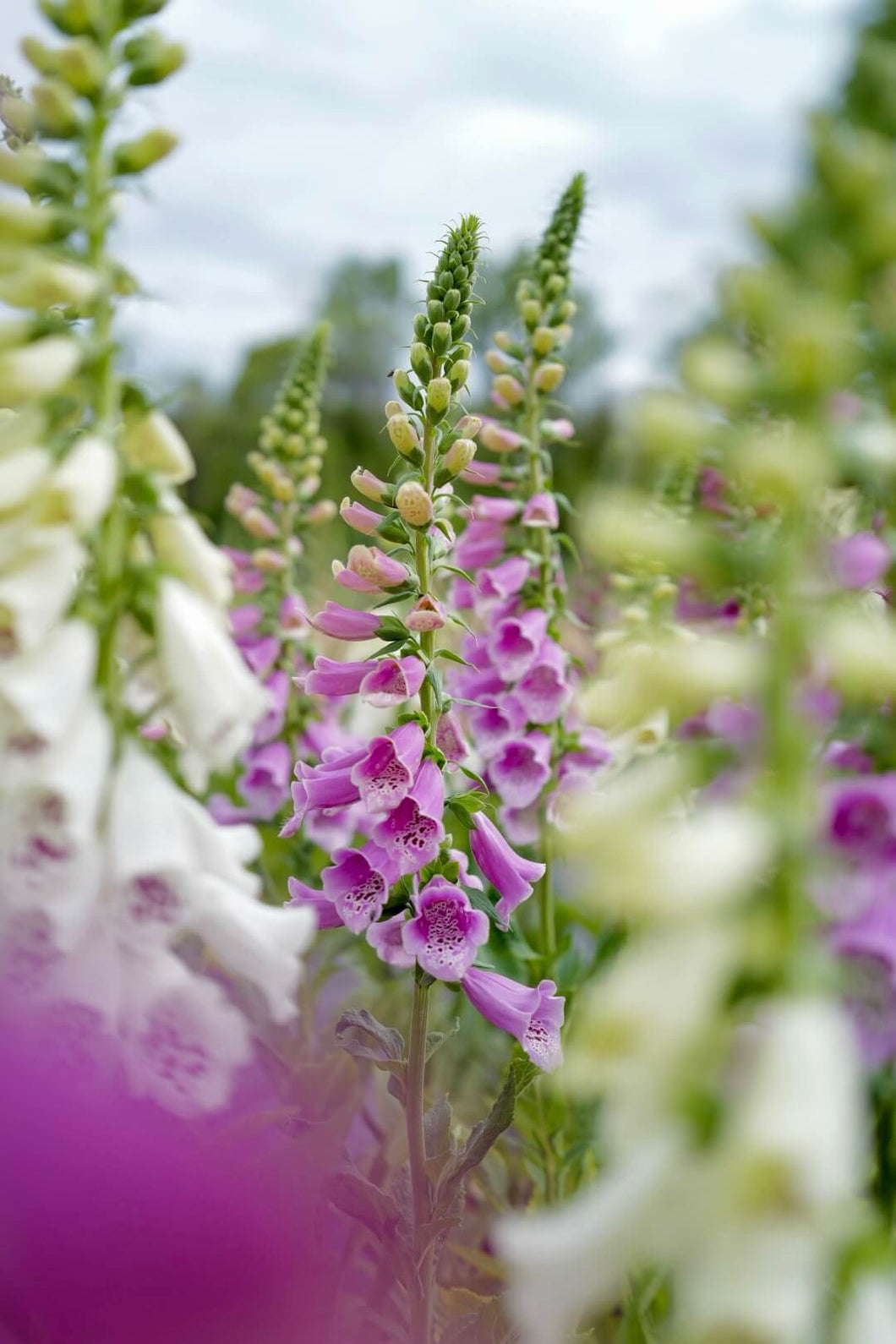 Camelot Purple Foxglove